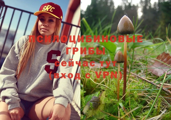 индика Богданович
